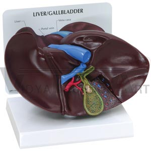 Liver Gallbladder